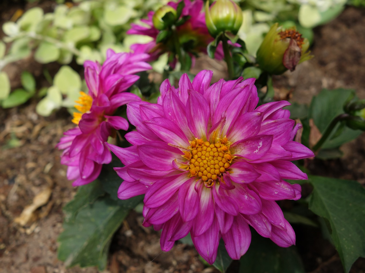 flower  garden  pink free photo