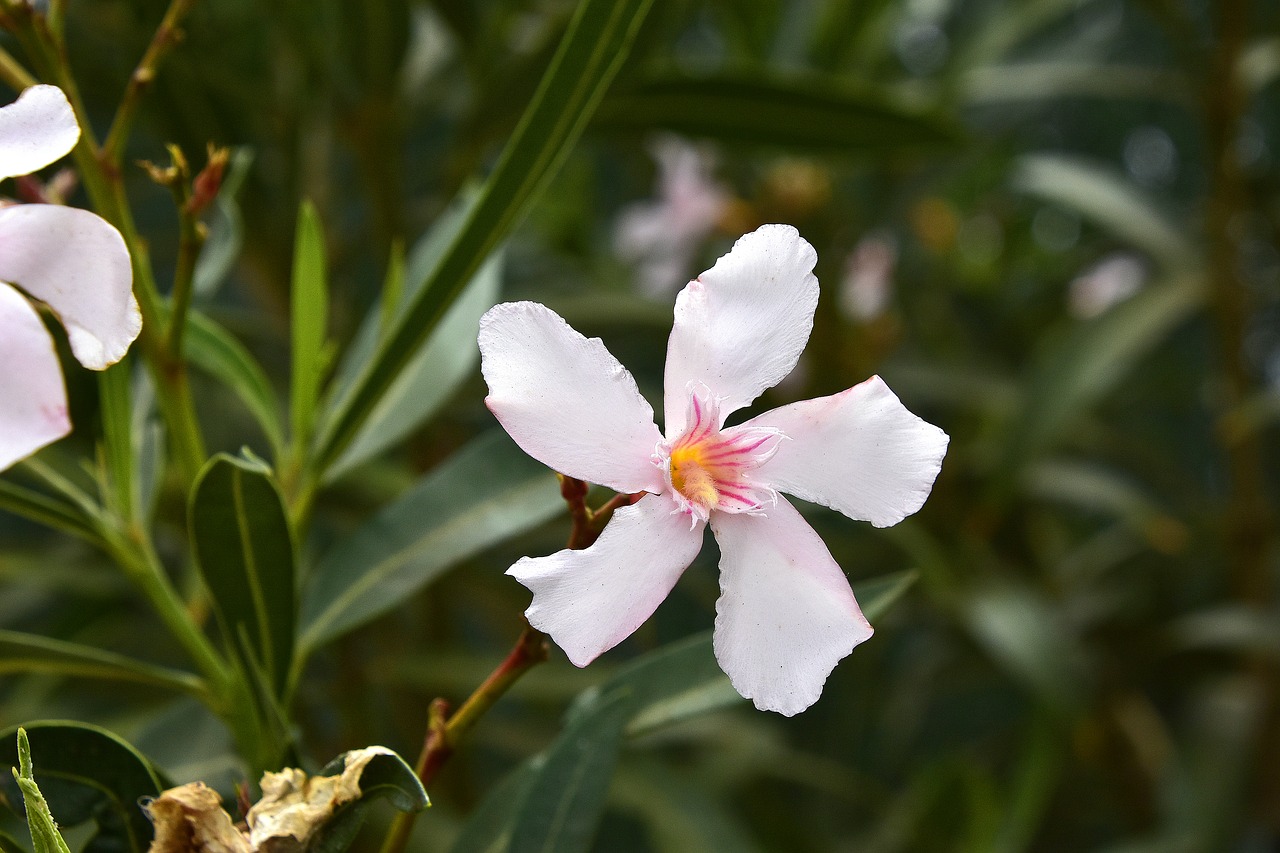 flower  garden  plant free photo