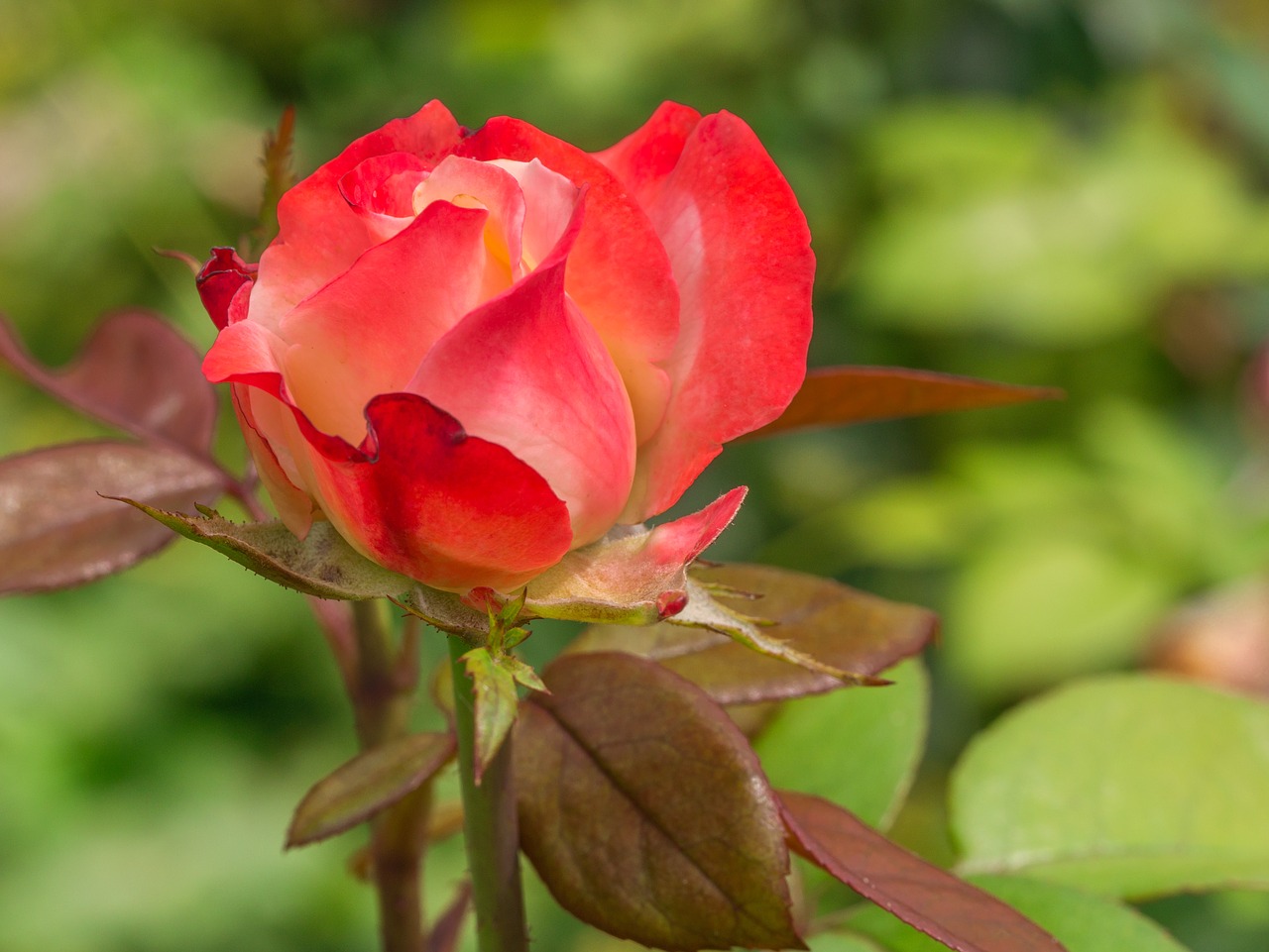 flower  rose  garden free photo