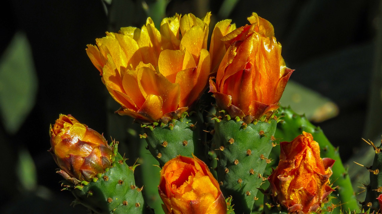 flower  cactus  thorny free photo