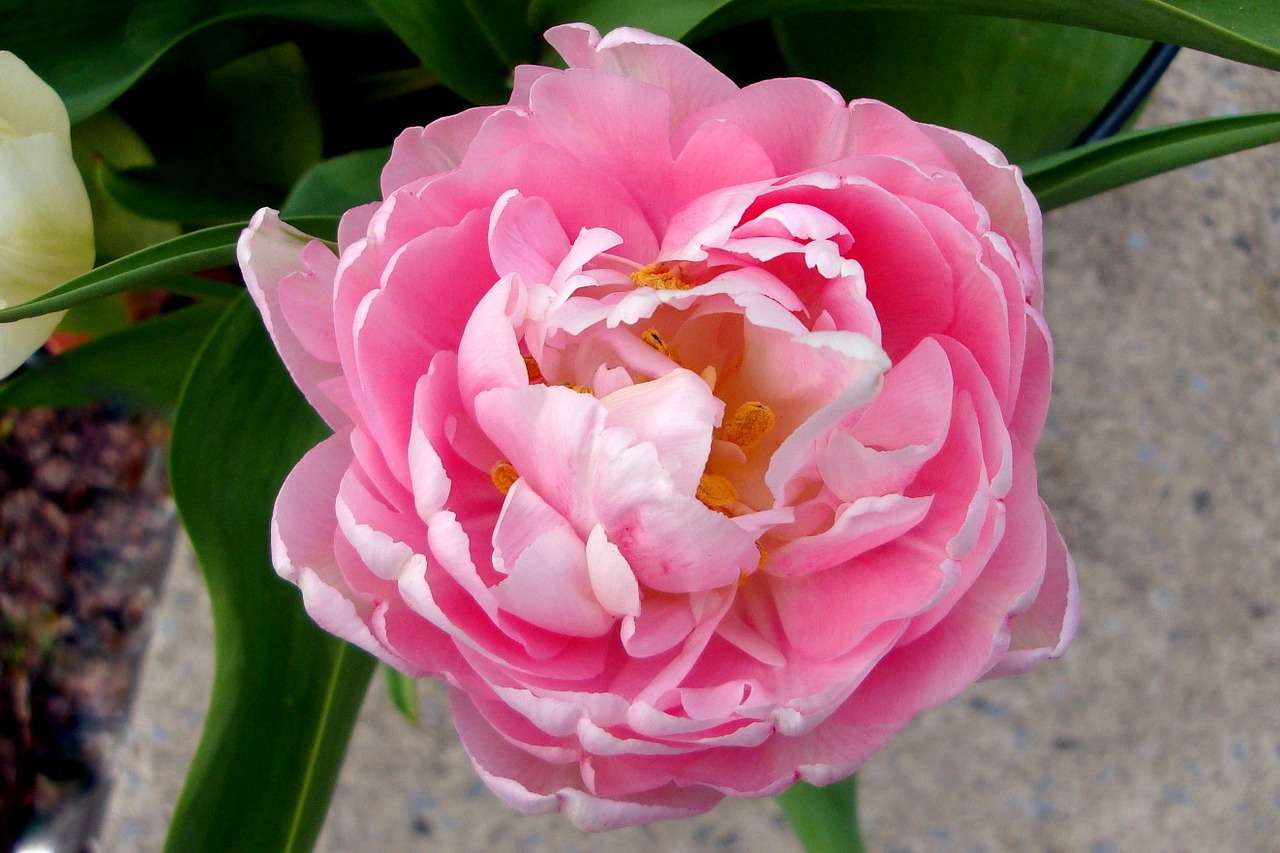 flower pink tulip free photo