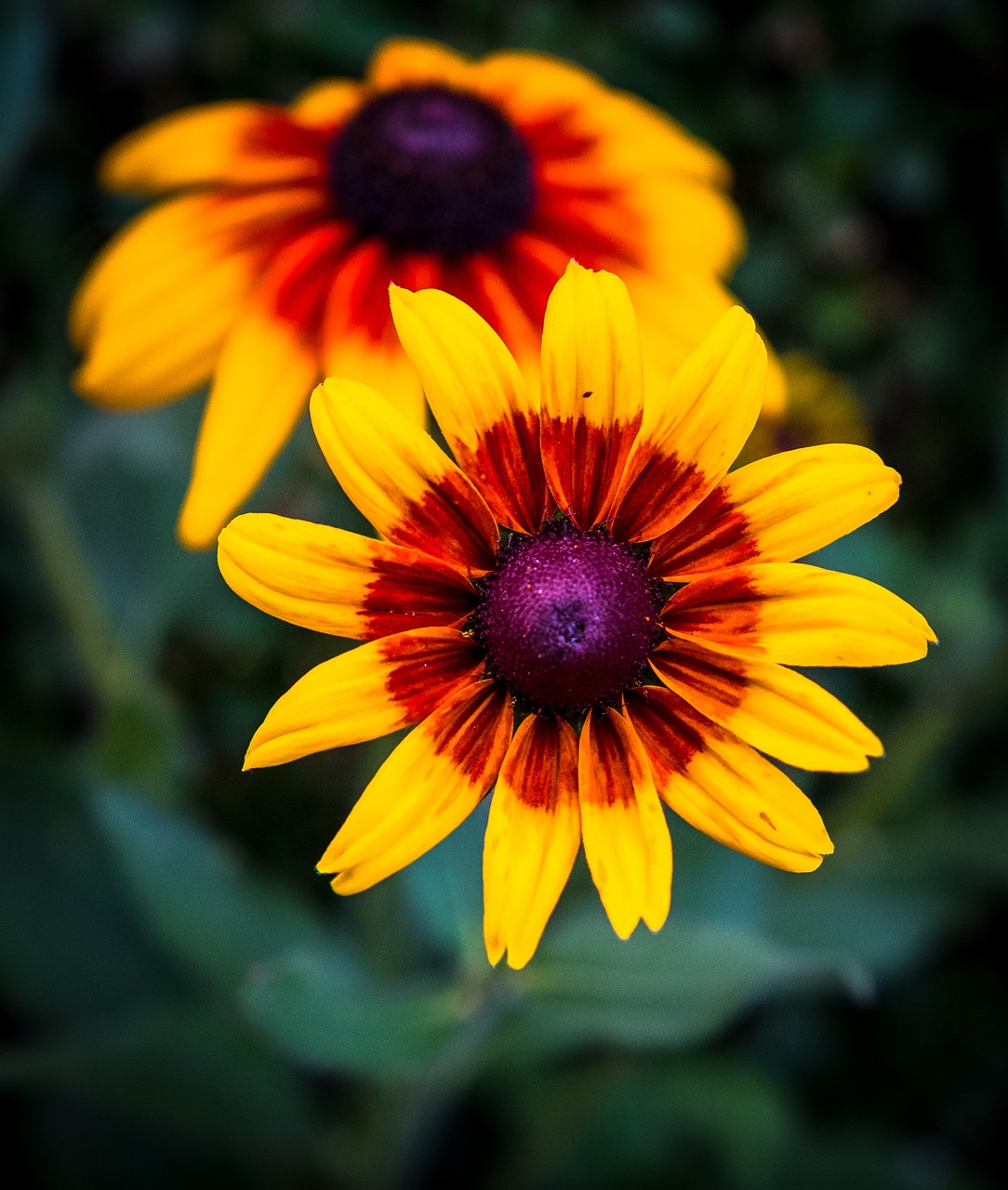 flower  bloom  yellow free photo