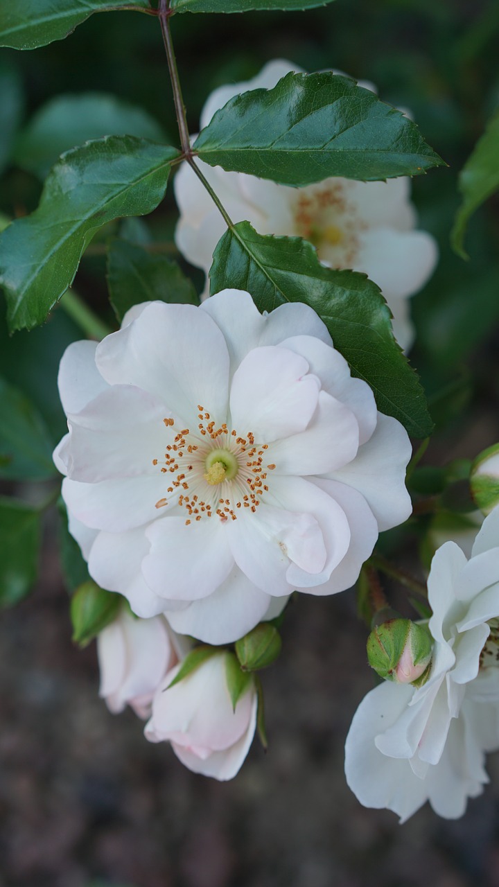 flower  white flower  nature free photo