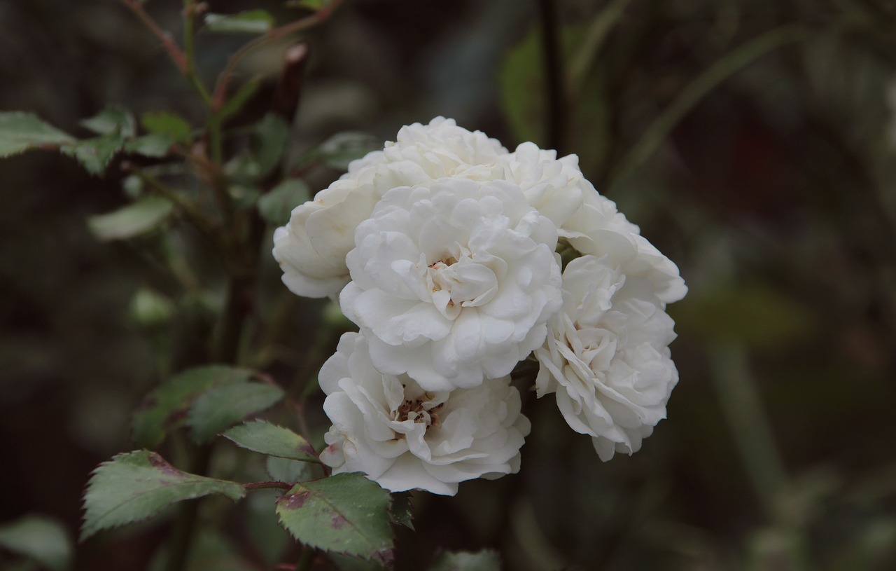 flower  white  blossom free photo