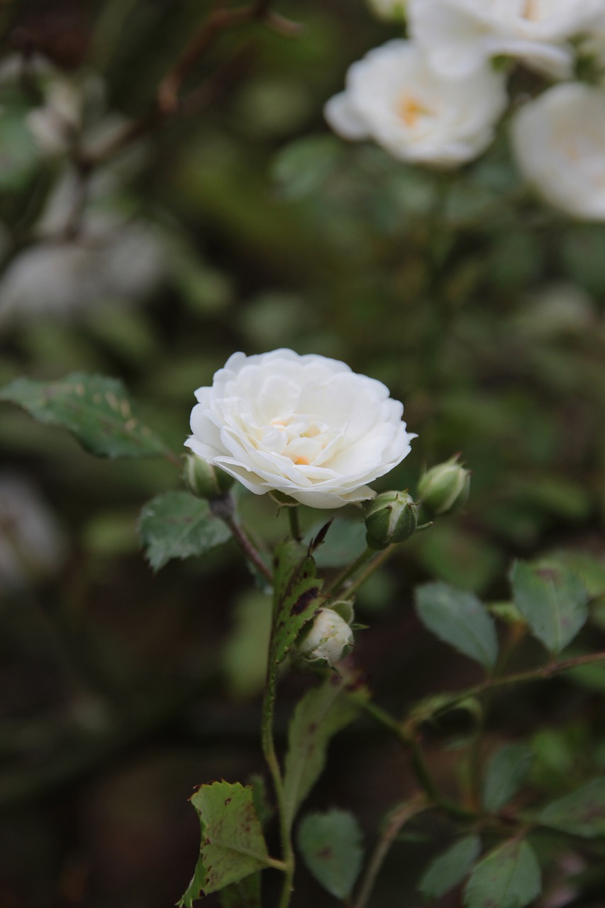 flower  white  blossom free photo