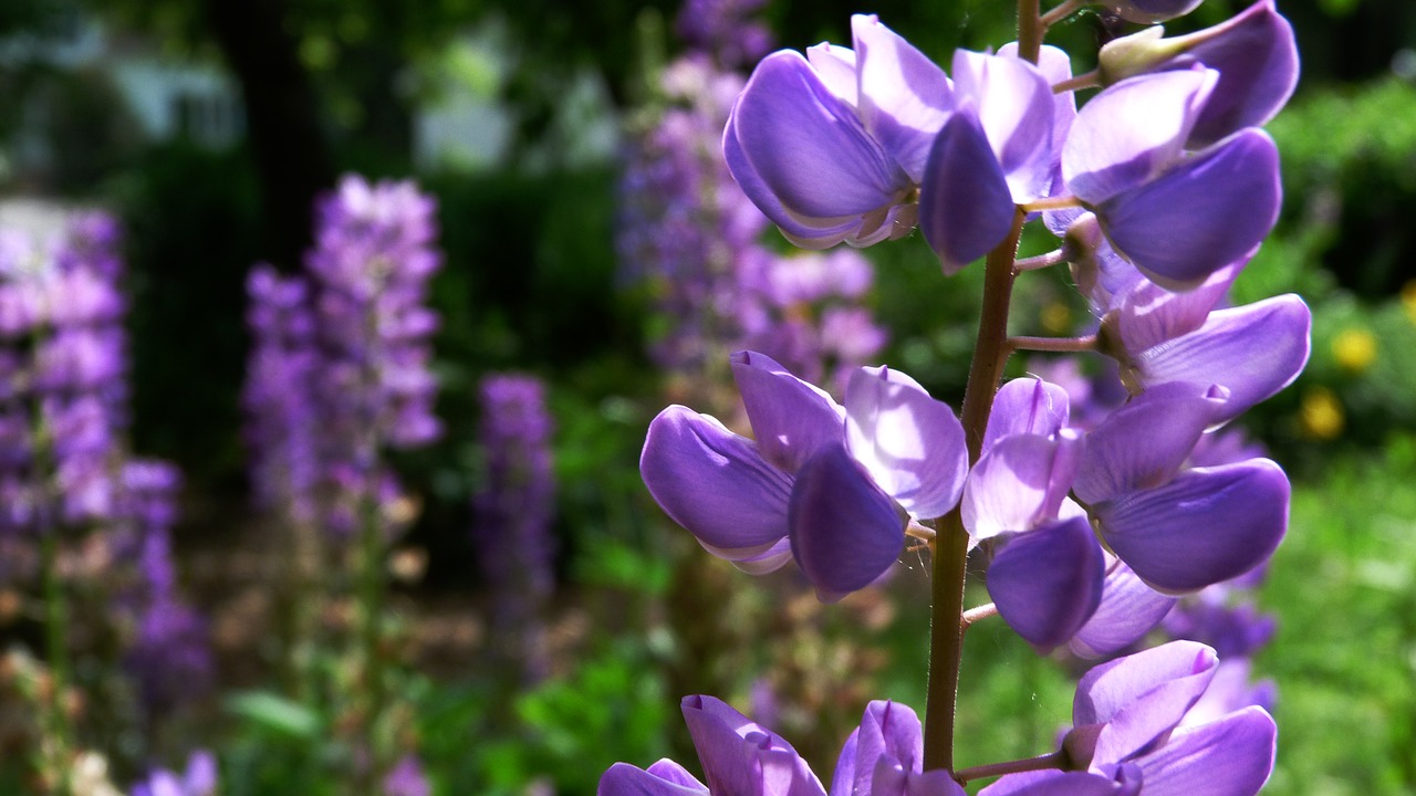 flower  nature  garden free photo