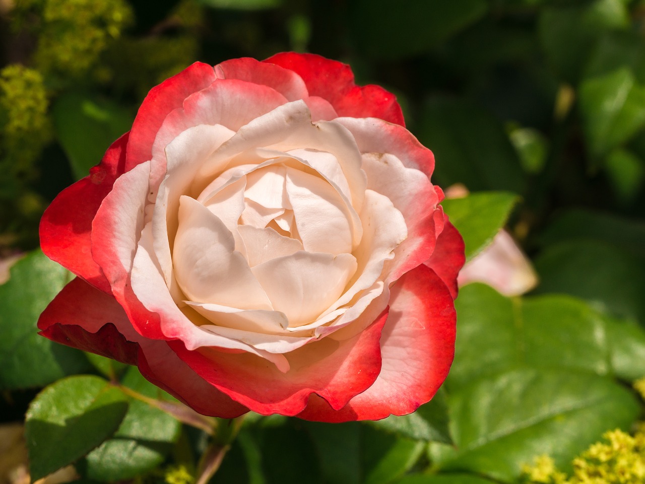 flower  rose  petals free photo