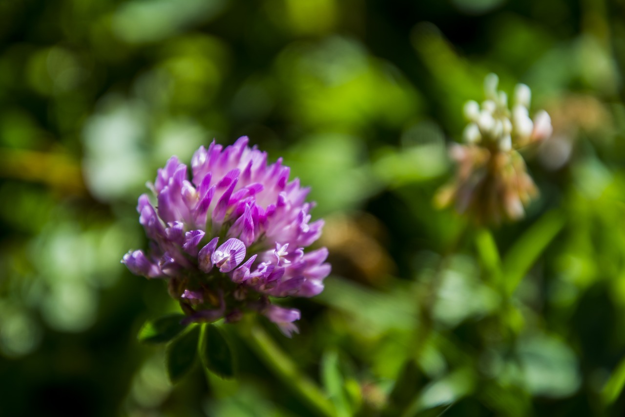 flower  nature  plants free photo