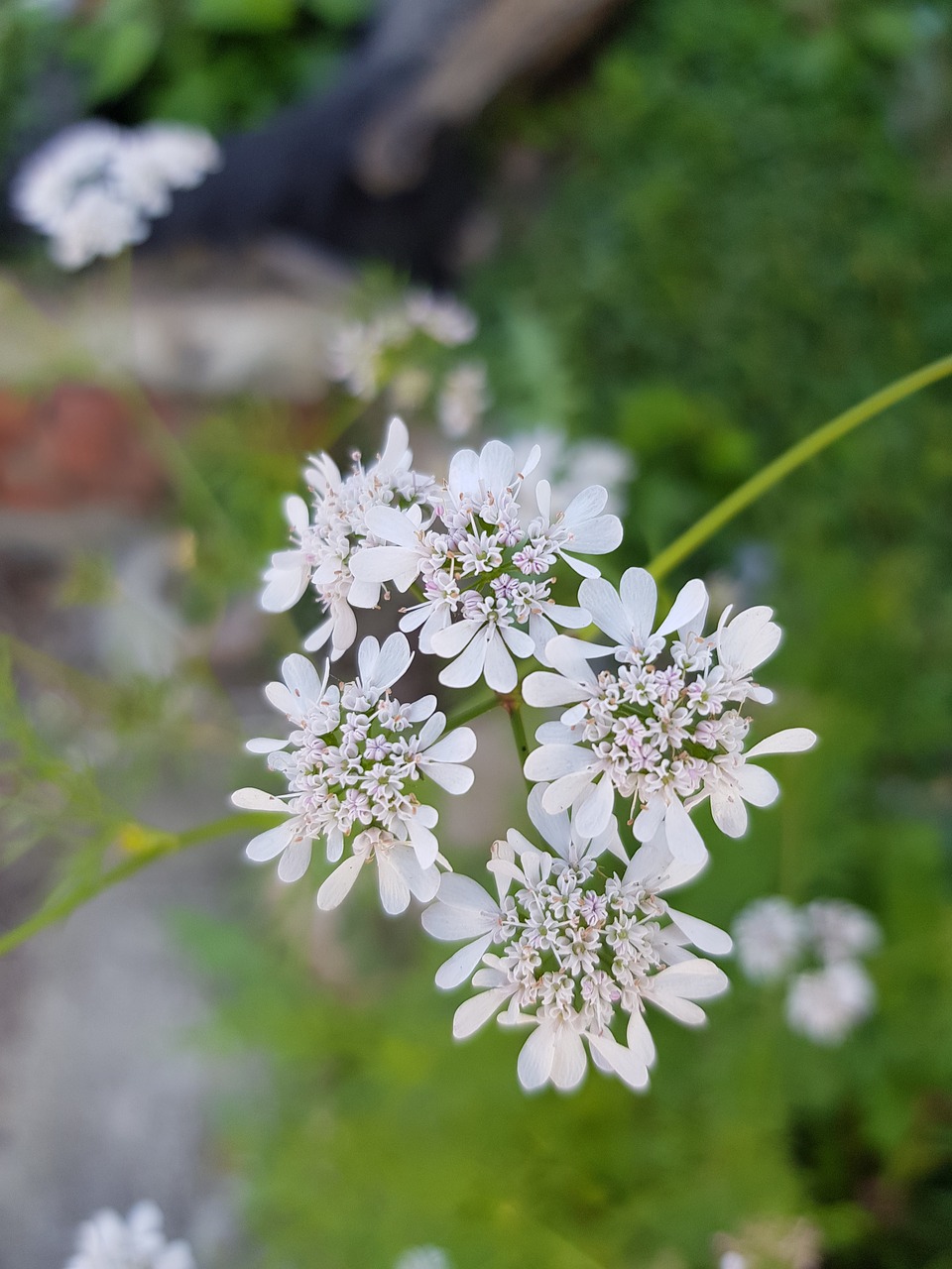flower  white  wando then free photo