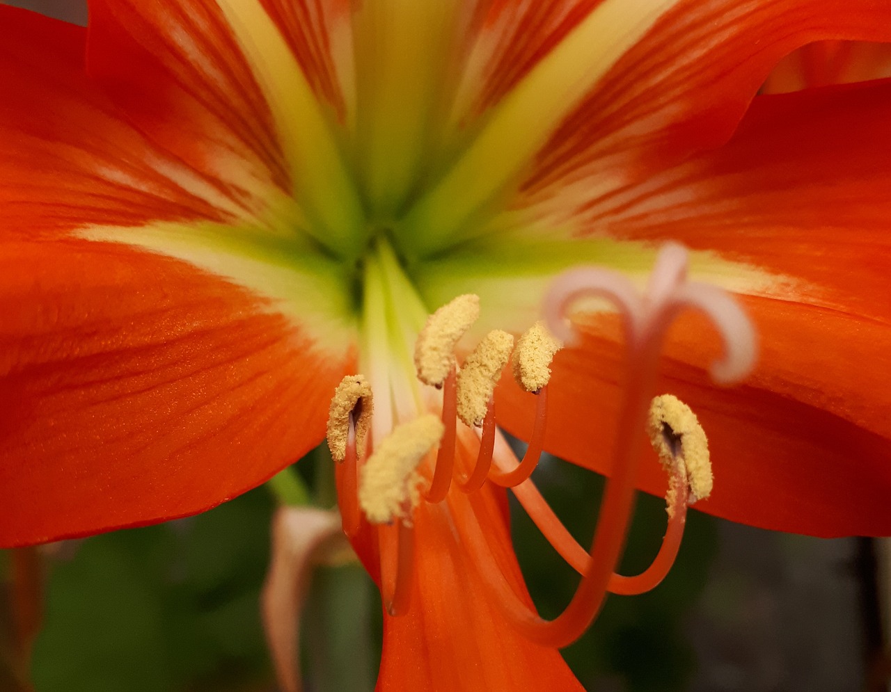 flower  beauty  red free photo