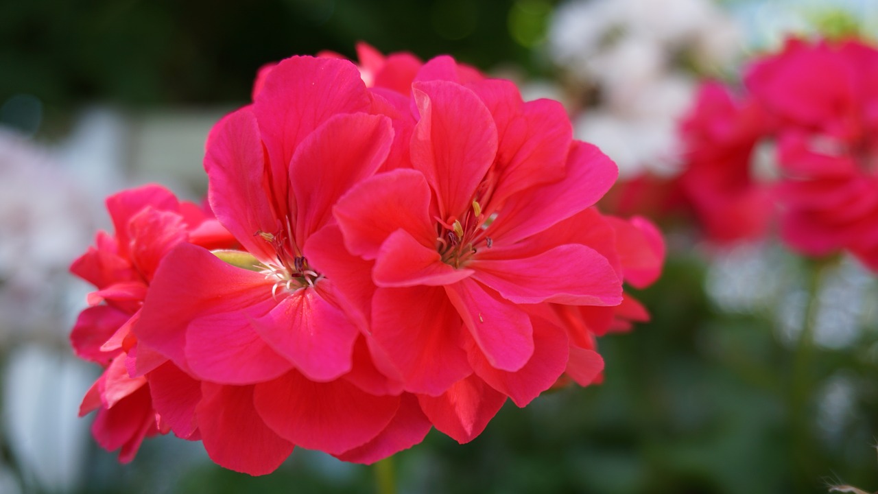 flower  geranium  garden free photo