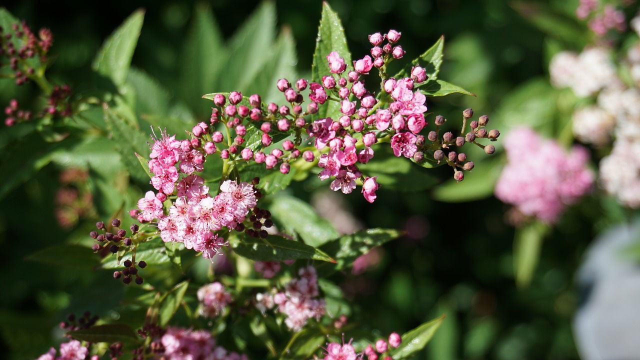 flower  garden  blossom free photo