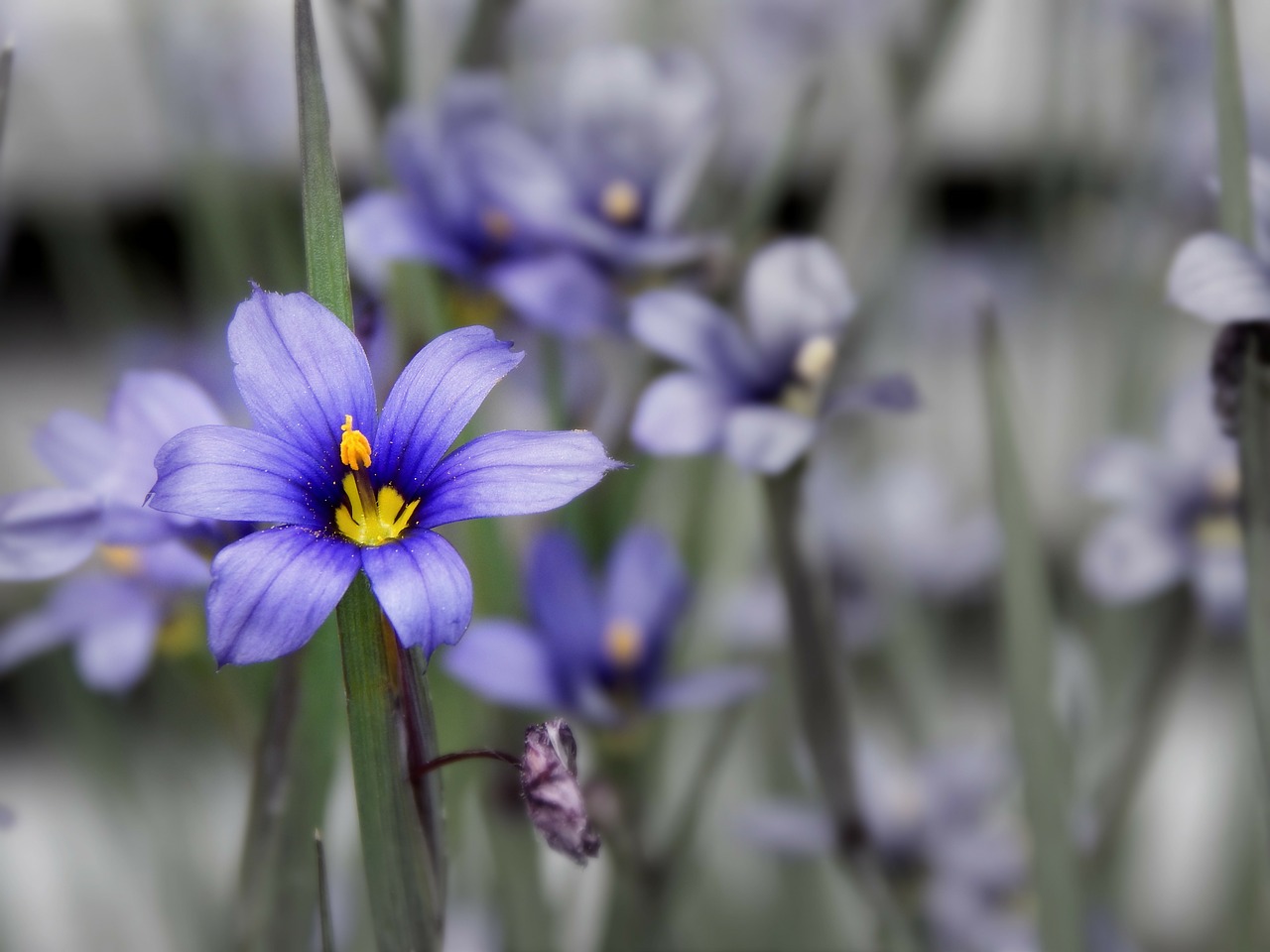 flower nature pollen free photo