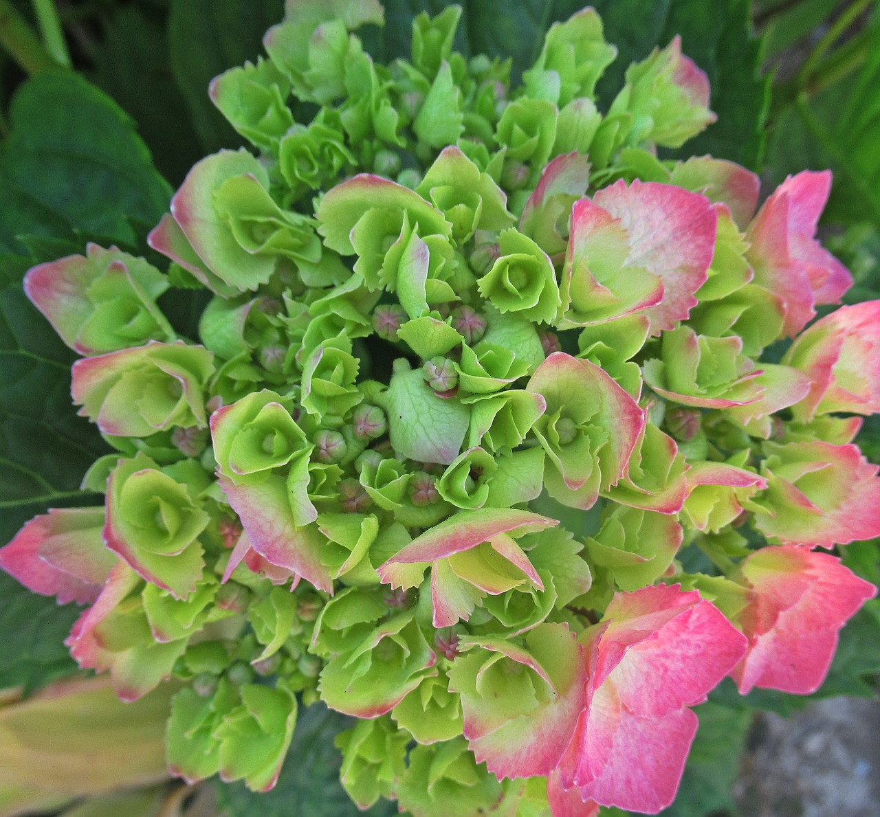 flower  hydrangea  bloom free photo