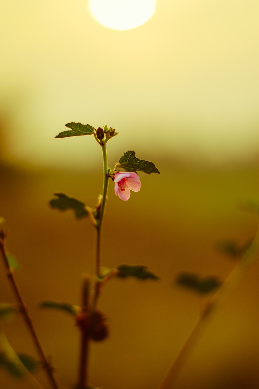 flower  romantic  solar flare free photo