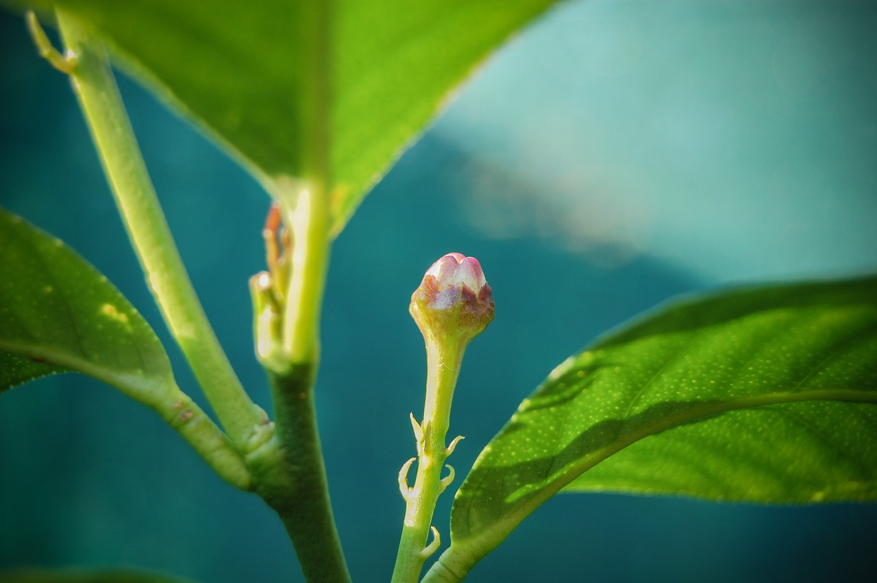 flower  flowers  rosa free photo