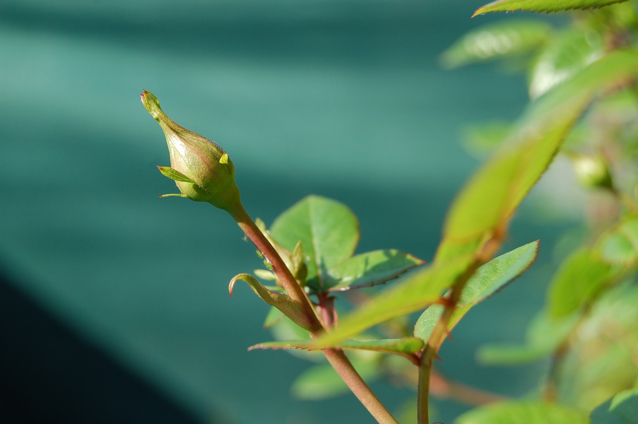 flower  flowers  rosa free photo