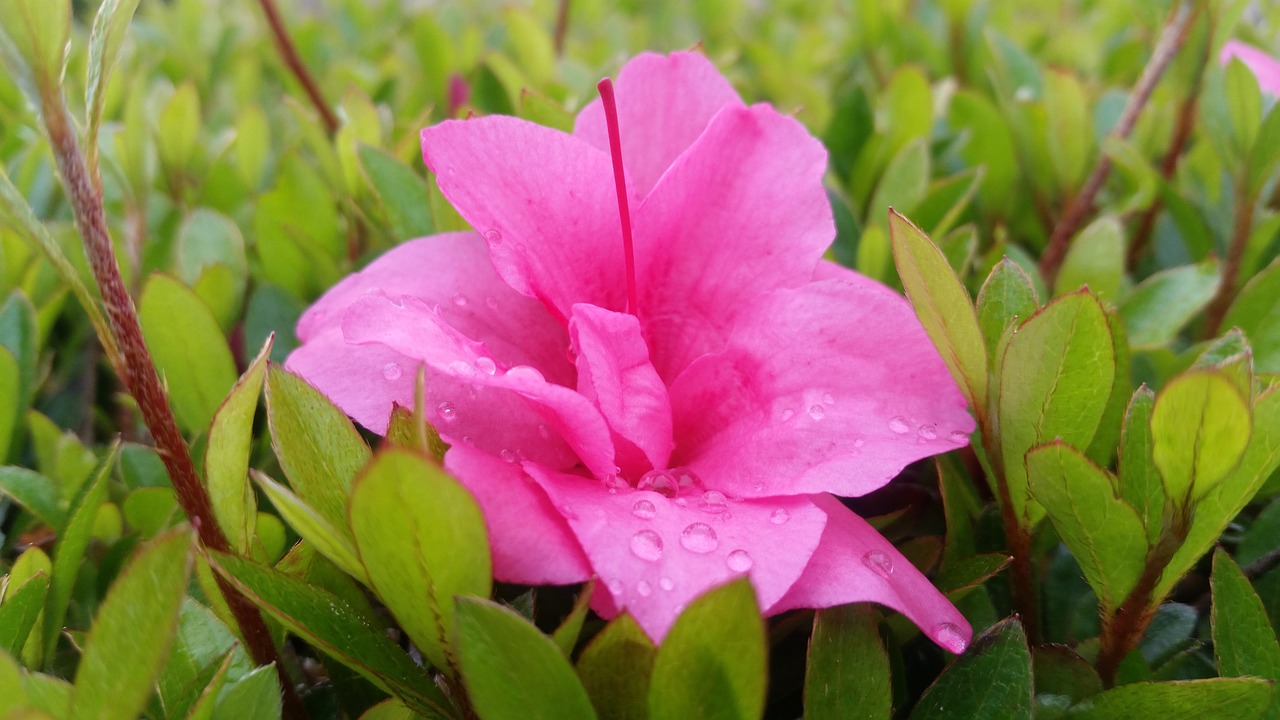 flower  raindrops  leaves free photo