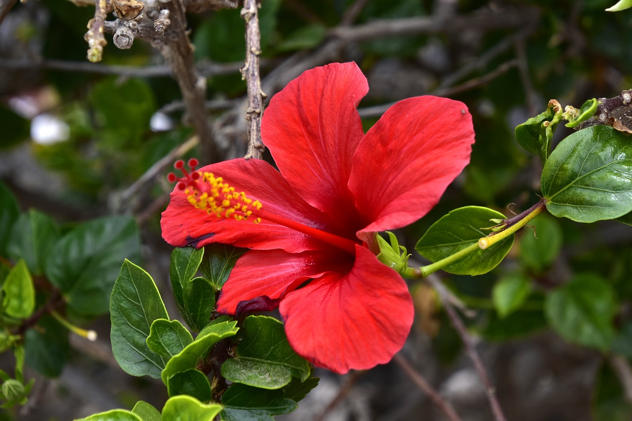 flower  garden  petals free photo