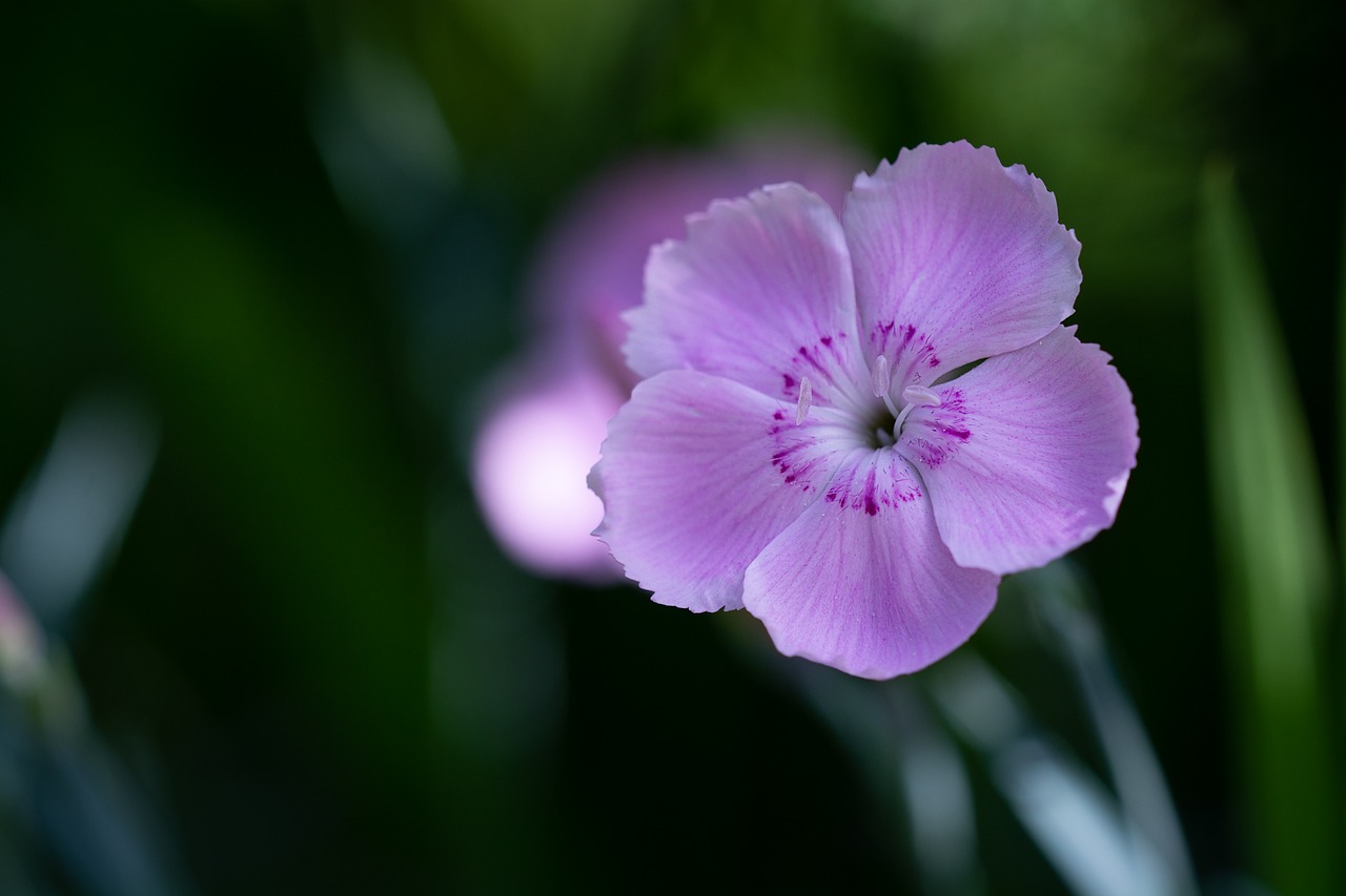 flower  pink  small flower free photo