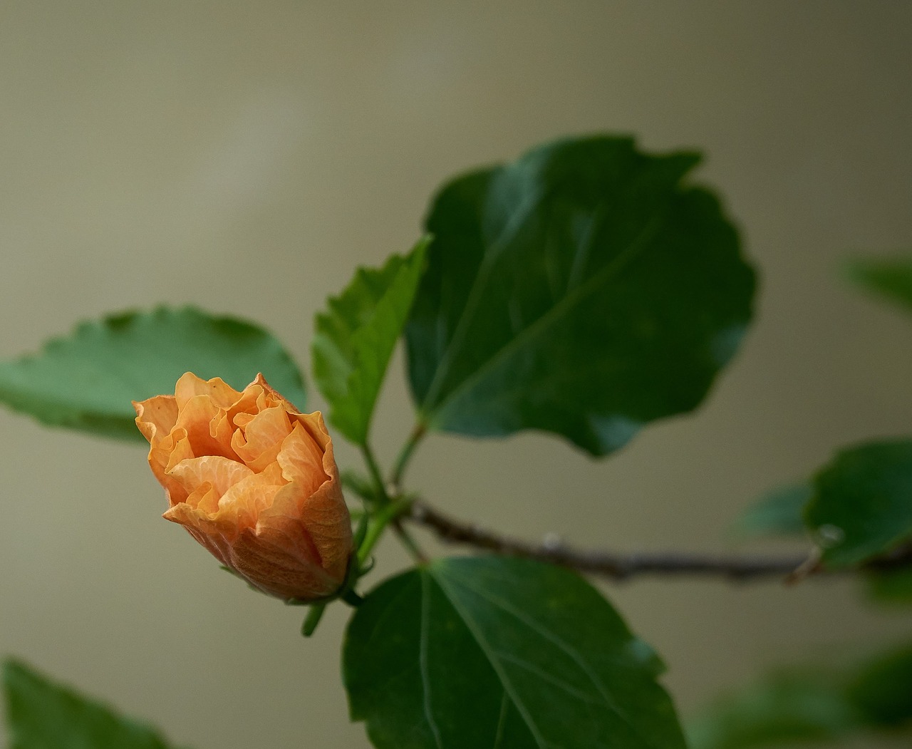 flower  yellow  spring free photo