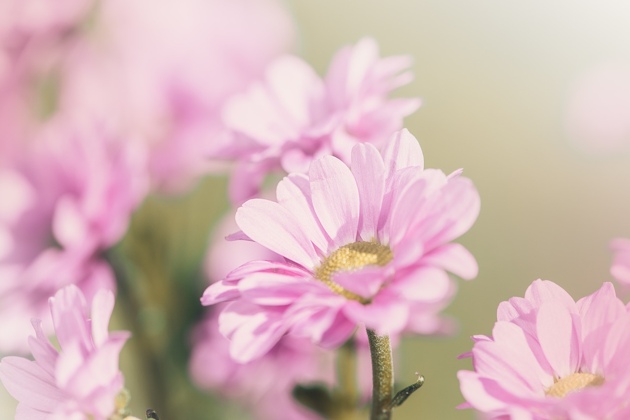 flower  pink  pink flower free photo