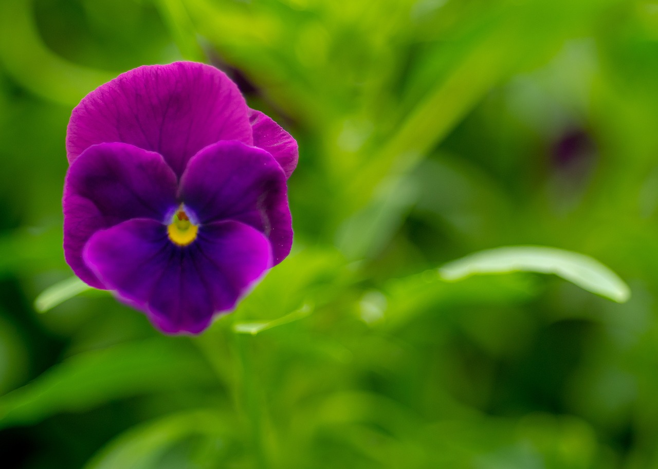 flower  plant  blossom free photo