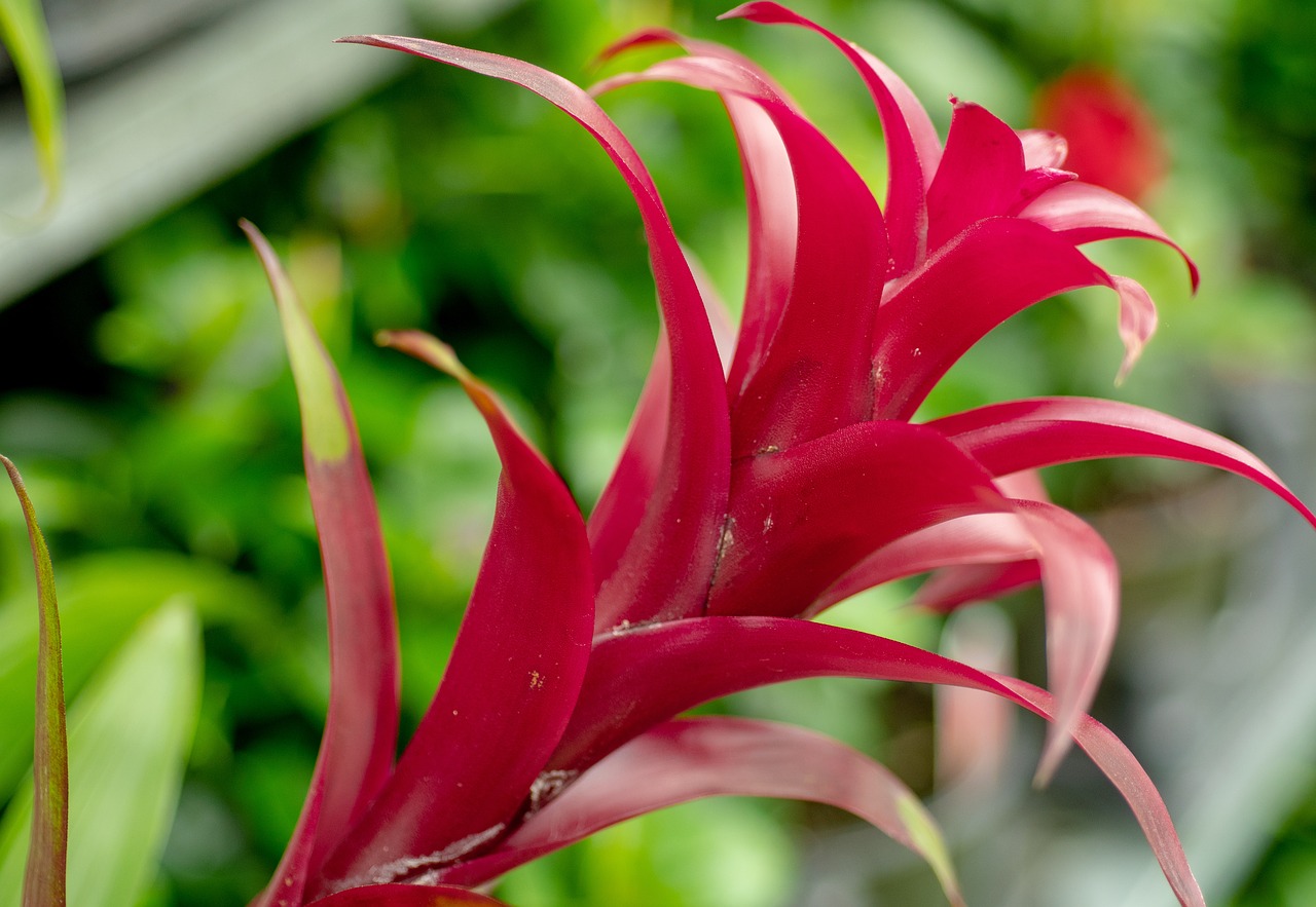 flower  plant  blossom free photo