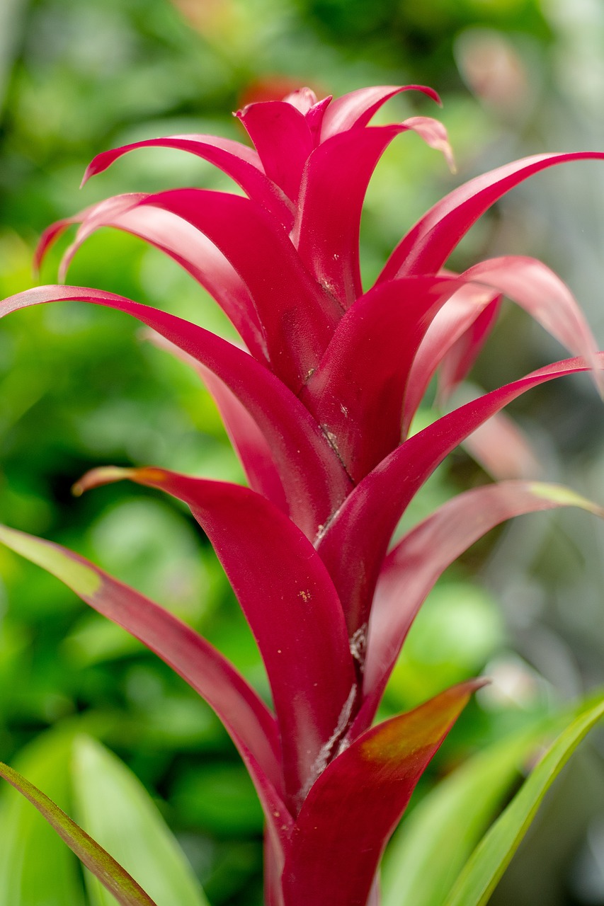 flower  plant  blossom free photo