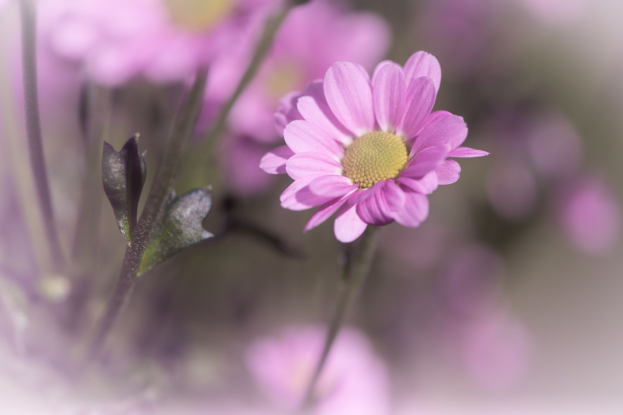 flower  pink  pink flower free photo