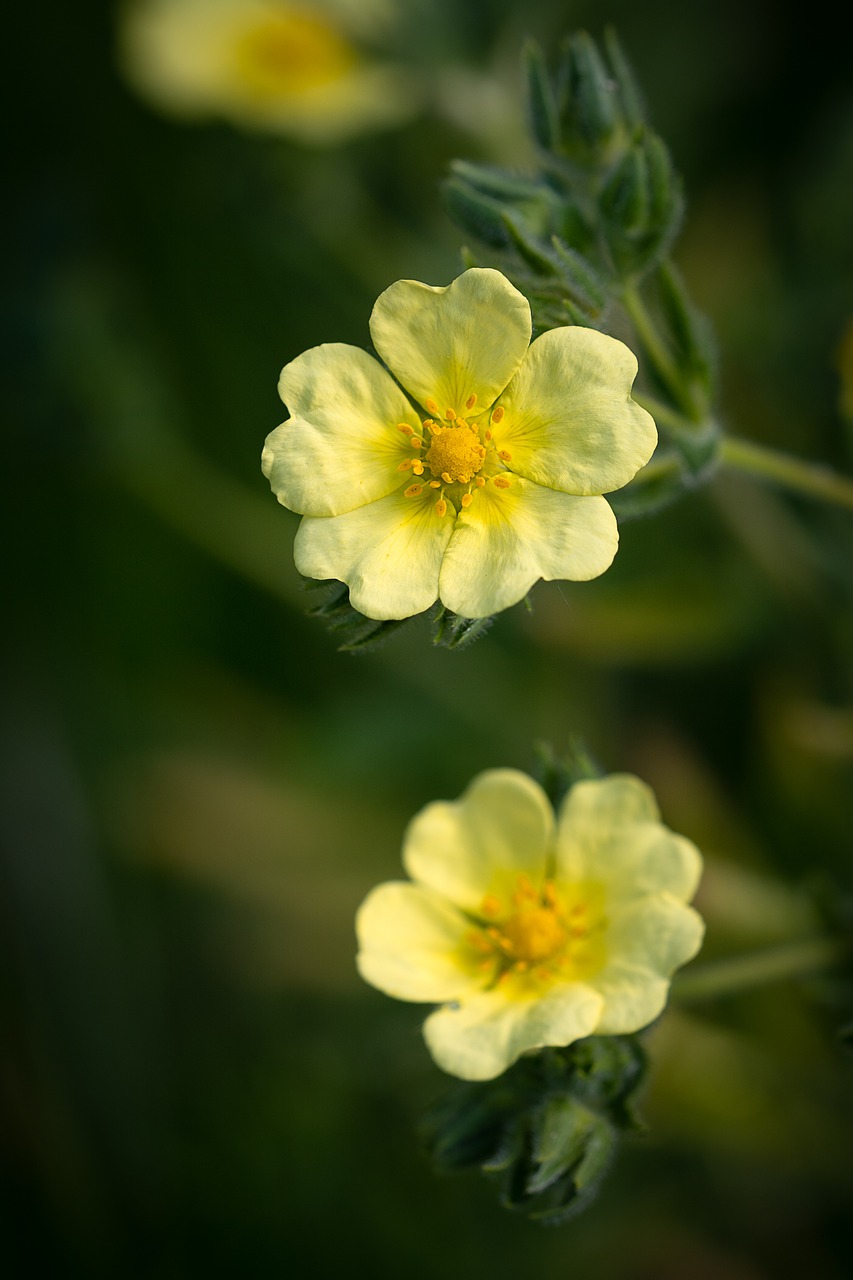 flower  yellow  yellow flowers free photo