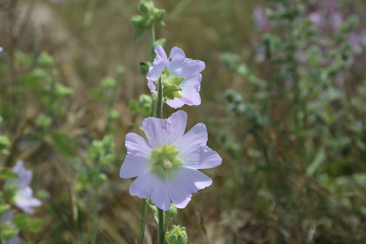 flower  spring  nature free photo