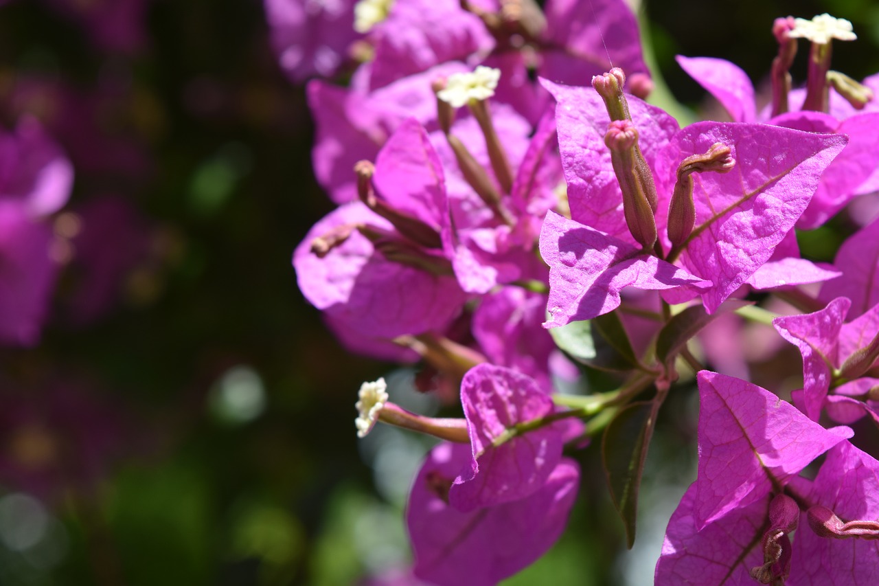 flower  nature  pink free photo