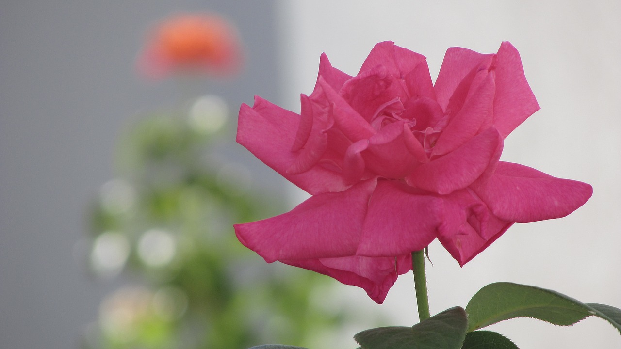 flower  rosa  beautiful free photo