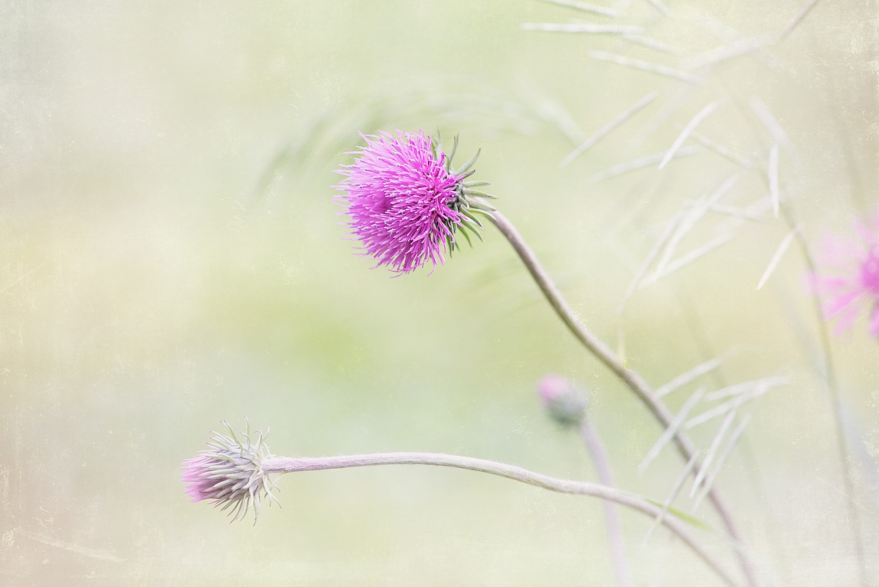 flower  purple  purple flower free photo