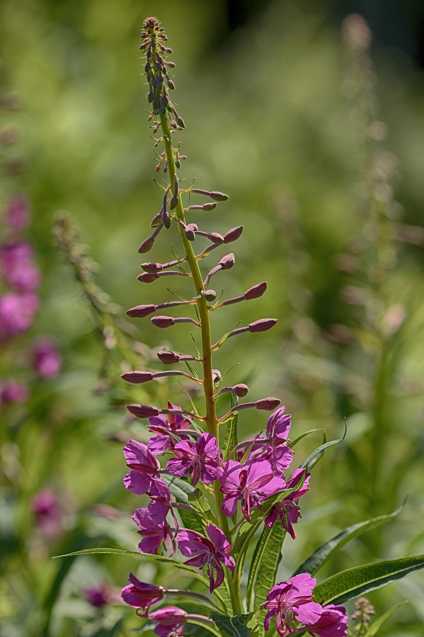 flower  garden flower  nature free photo