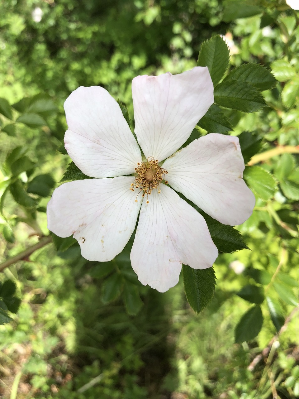 flower  bleed  nature free photo