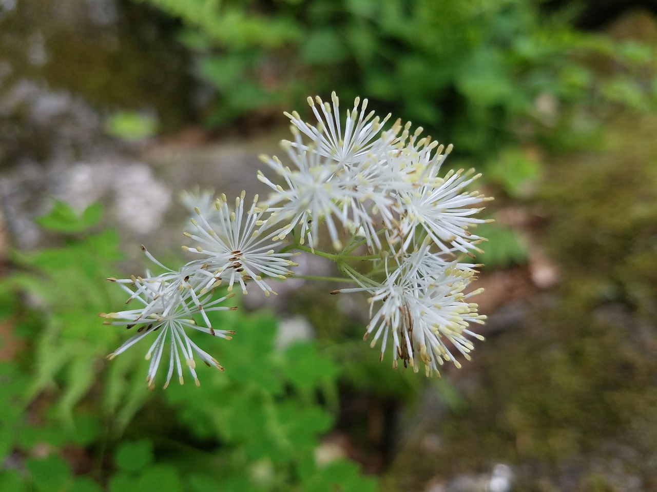 flower  plant  green free photo