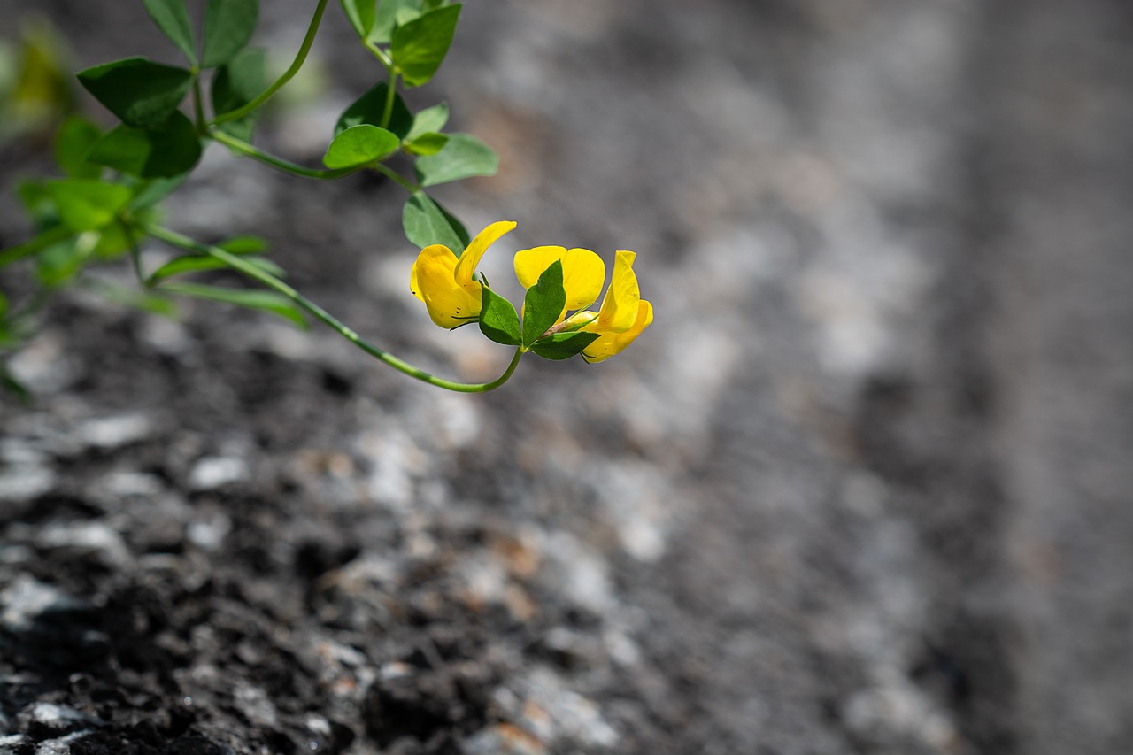 flower  yellow  small free photo