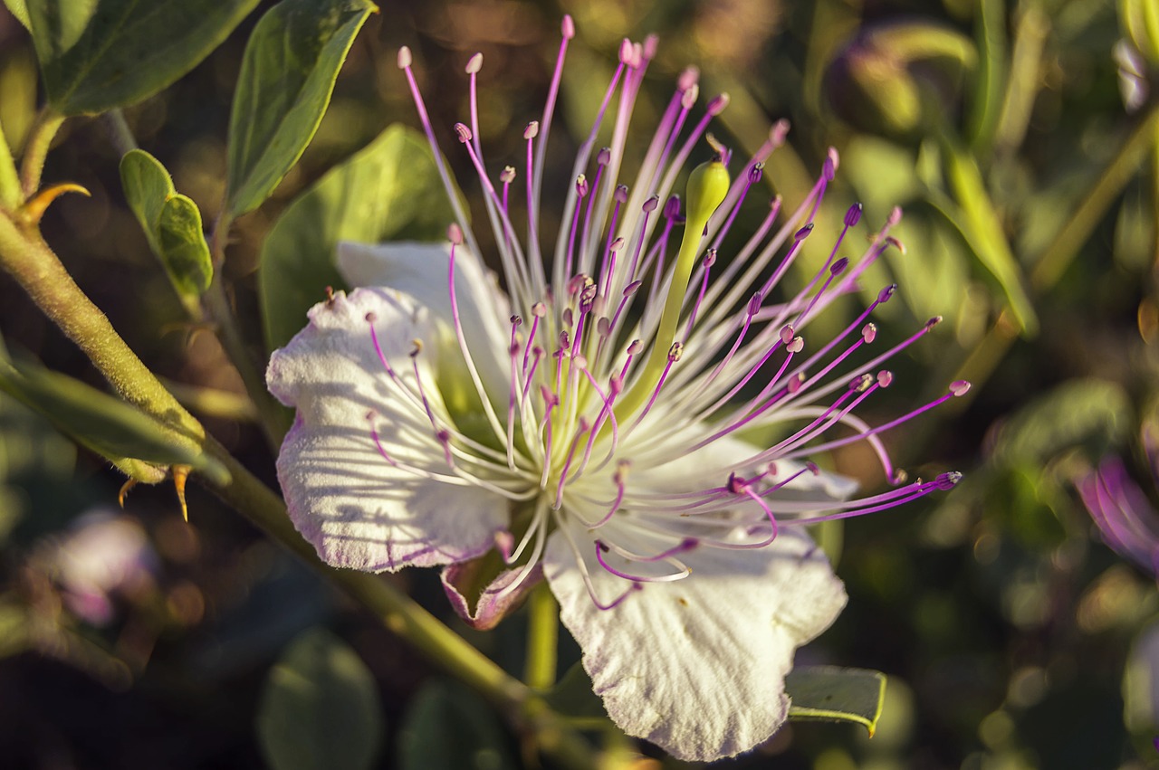 flower  caper  mediterranean plant free photo