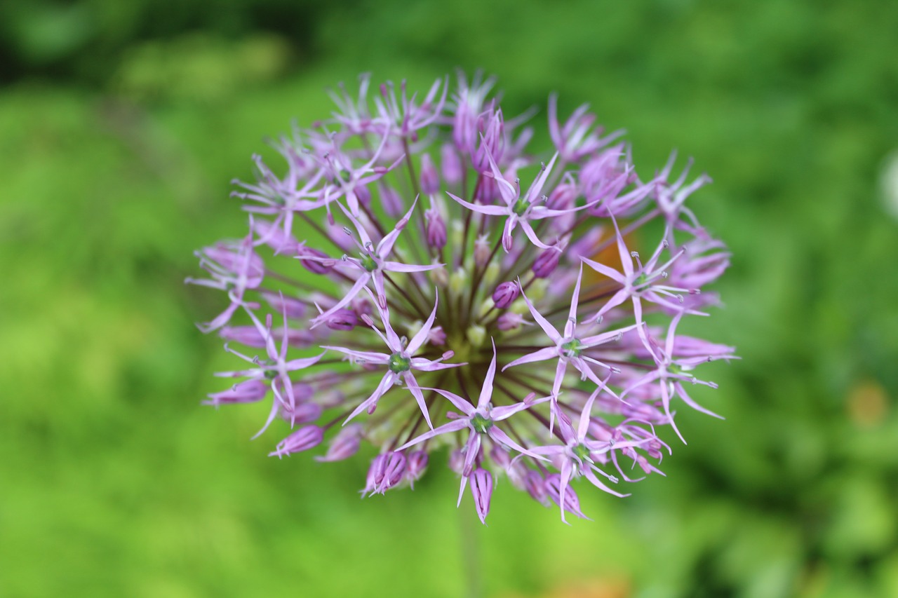 flower  blossom  purple free photo