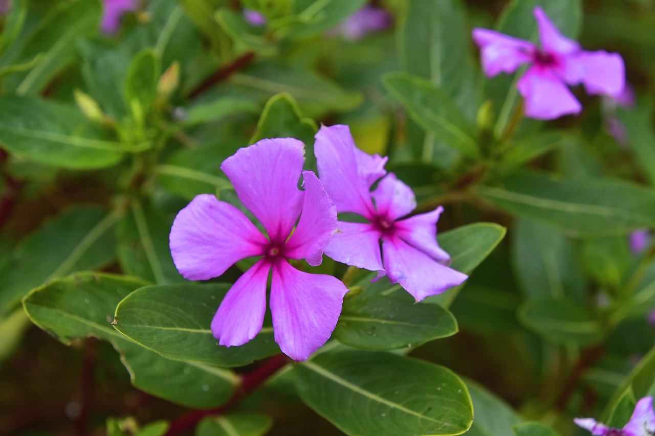 flower  garden  plant free photo