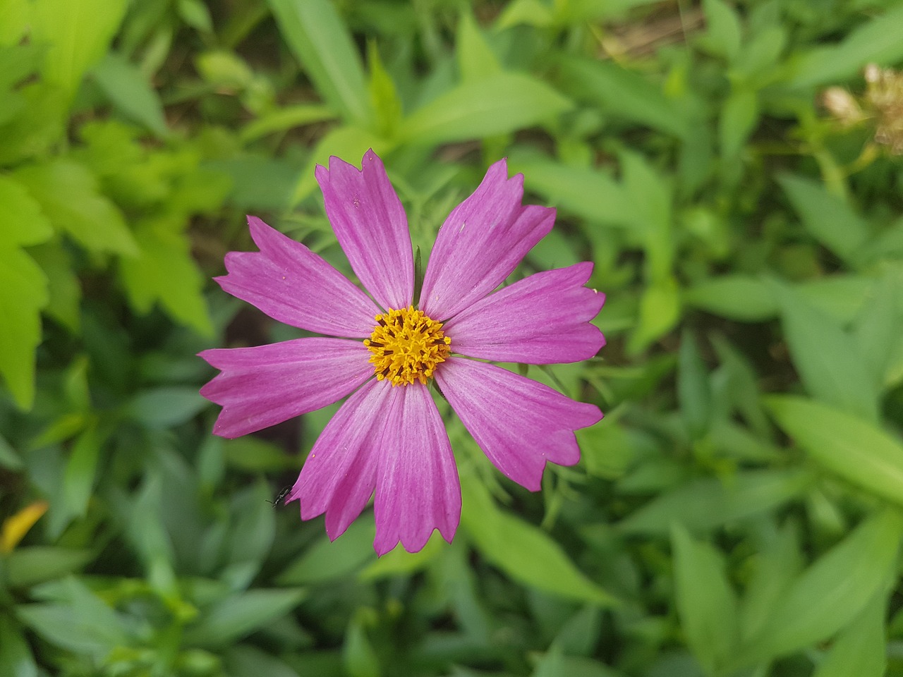 flower  purple  plant free photo