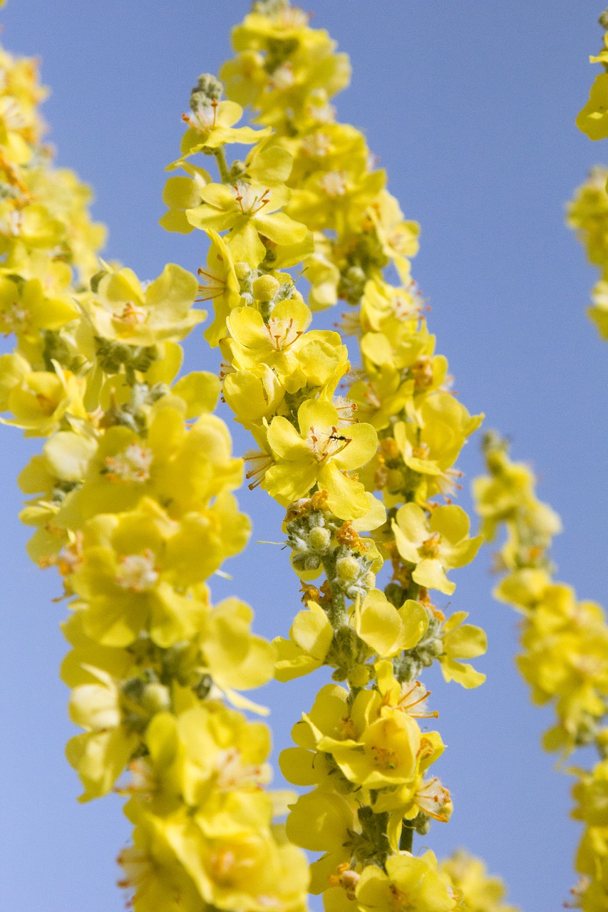 flower  yellow  summer free photo