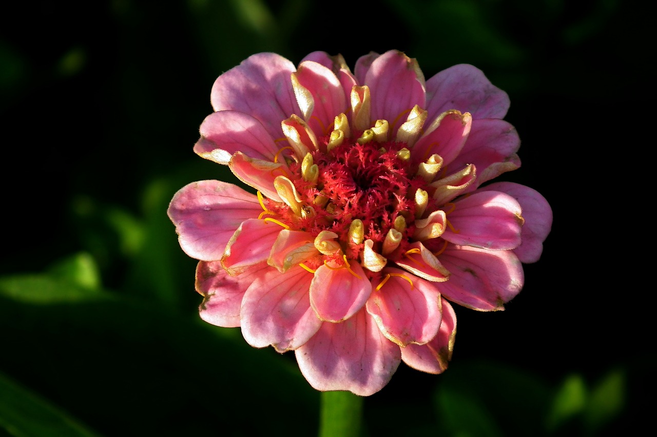 flower  zinnia  nature free photo