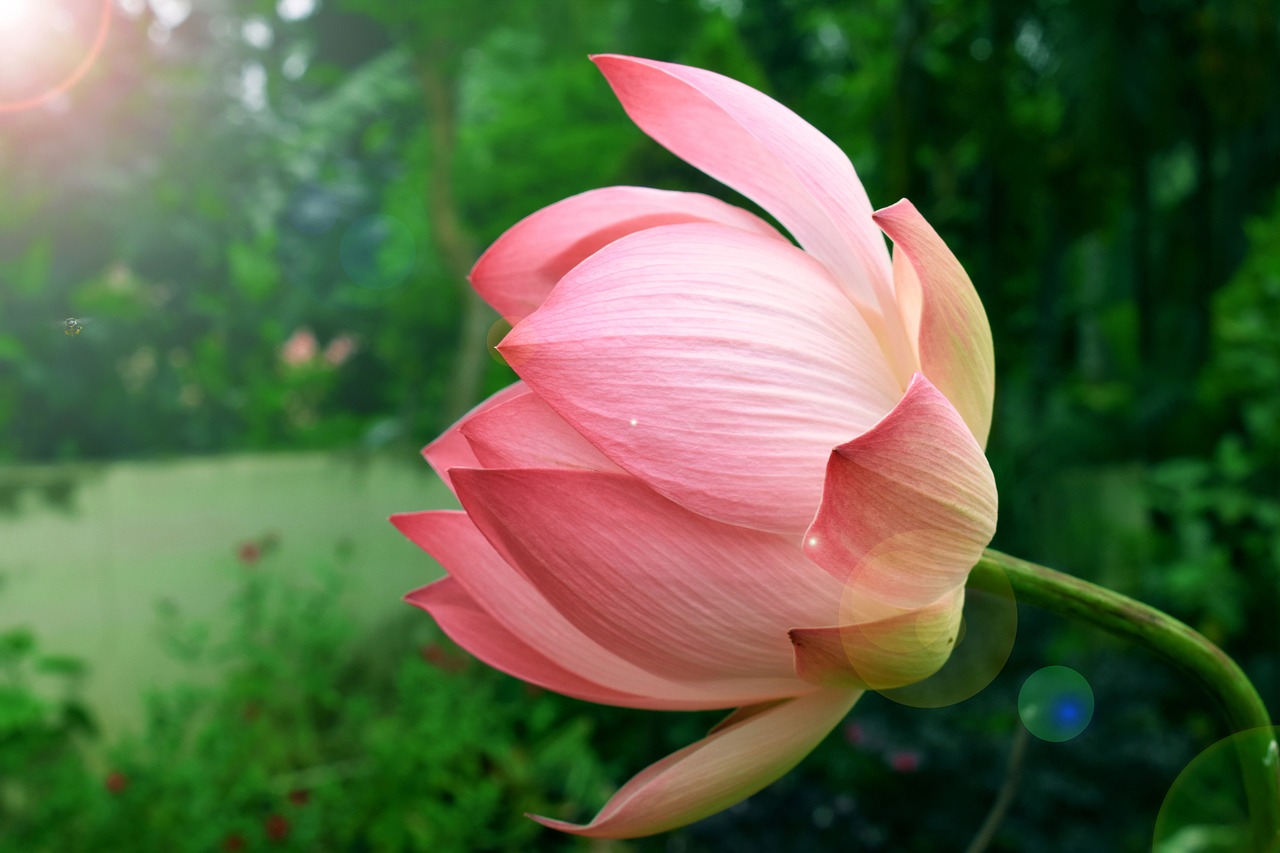 flower  lotus  landscape free photo