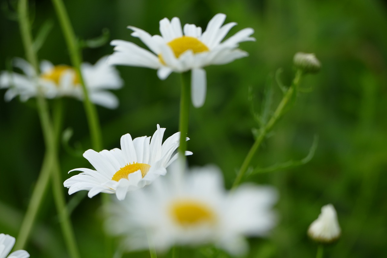 flower  daisy  white free photo