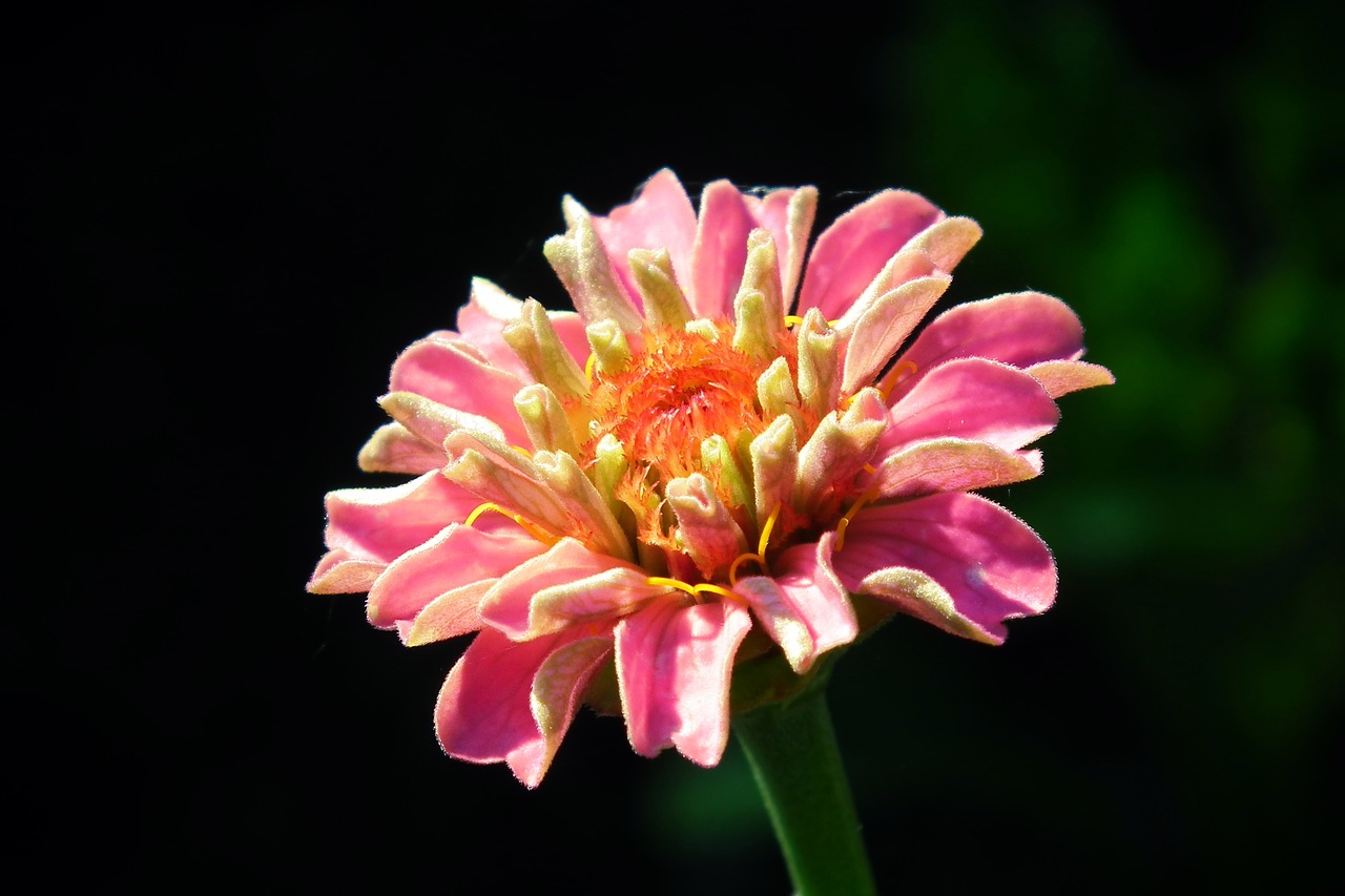 flower  zinnia  nature free photo