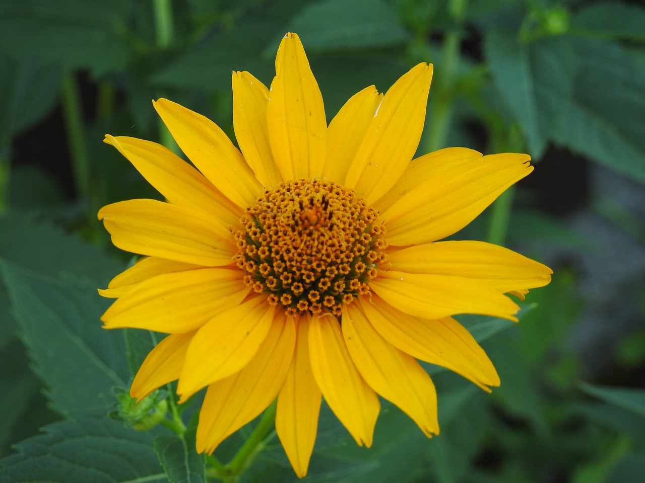 flower  yellow  garden free photo