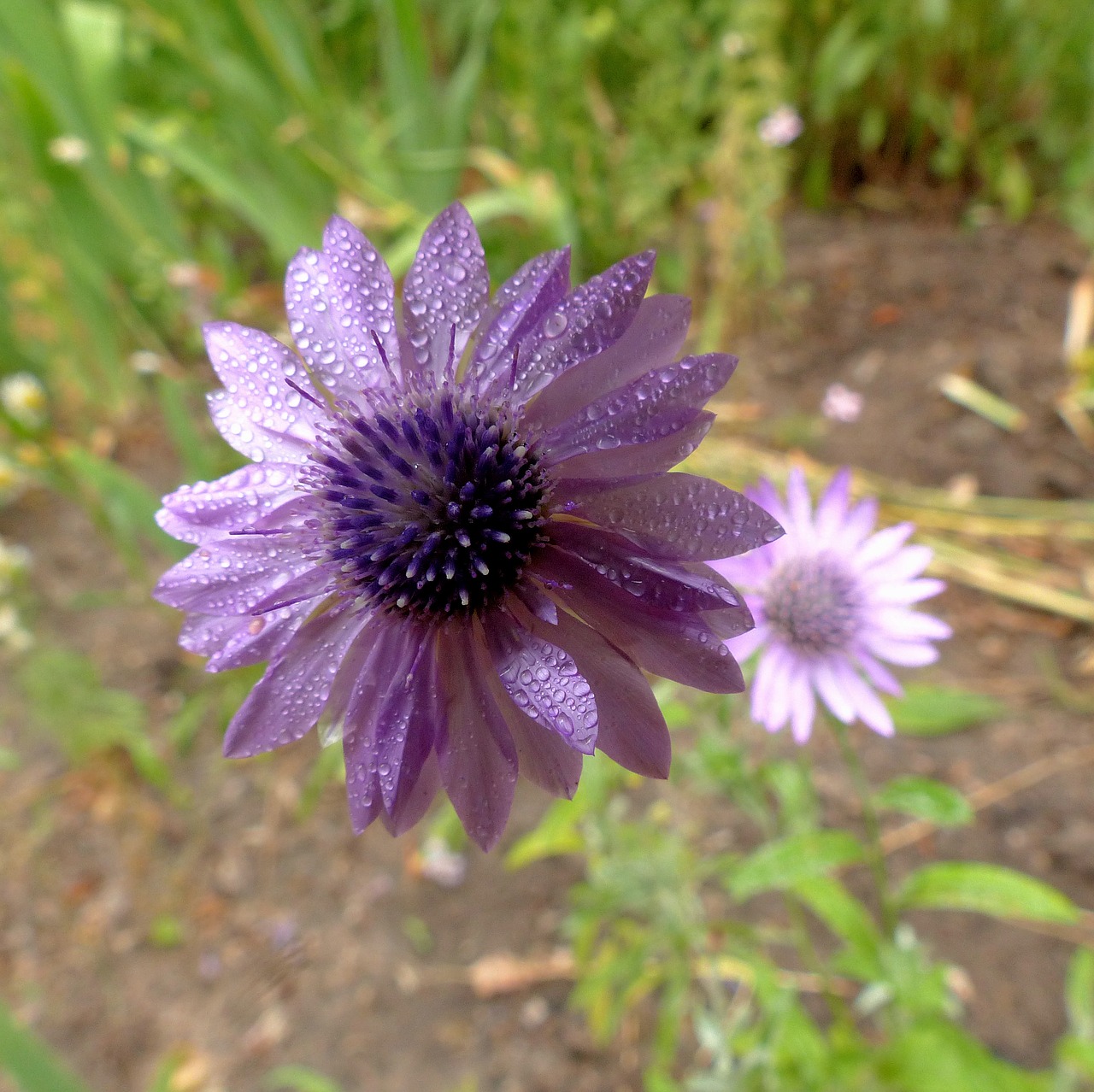 flower  lilac flower  drops free photo